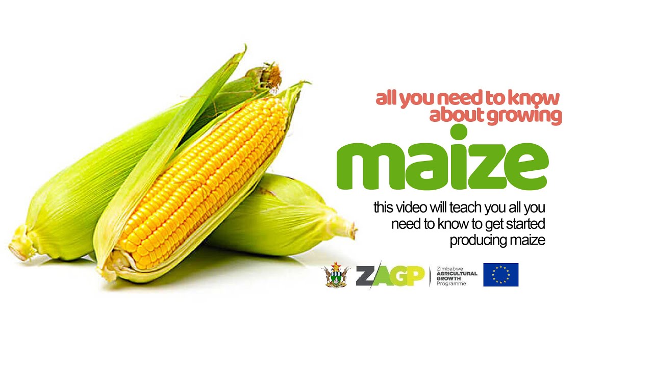 How to grow Maize | Green Mealies | Mr Ben Mthembo