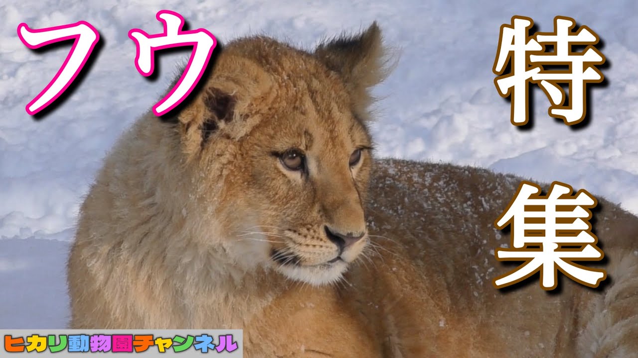 フウ特集。コロコロくりくりの小さい頃のフウ。オリトイオのライオンファミリー3姉妹＠旭山動物園/Fuu Special（Orito＆Io‘s Lion family）