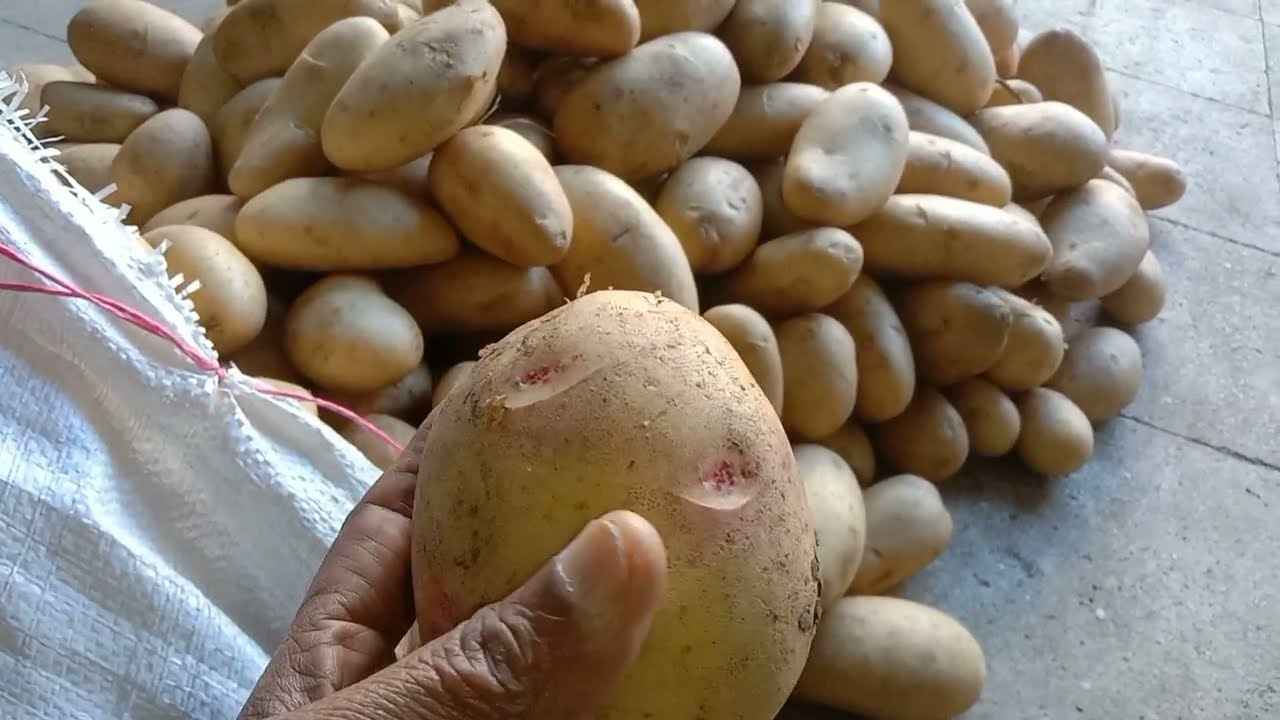 @الطماطم ولعت هتروح فين تاني انهاردة جملة ب ١٥ النضيفة من غير سوس و #شاهد .اسعار السمك في # رمضان 