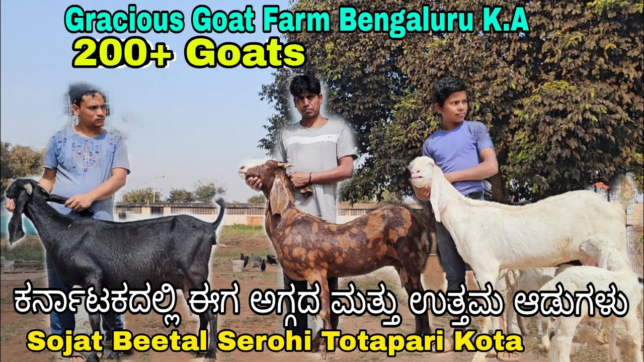 ಕರ್ನಾಟಕದಲ್ಲಿ ಈಗ ಅಗ್ಗದ ಮತ್ತು ಉತ್ತಮ ಆಡುಗಳು Gracious Goat Farm Bengaluru K.A #bengaluru #karnataka