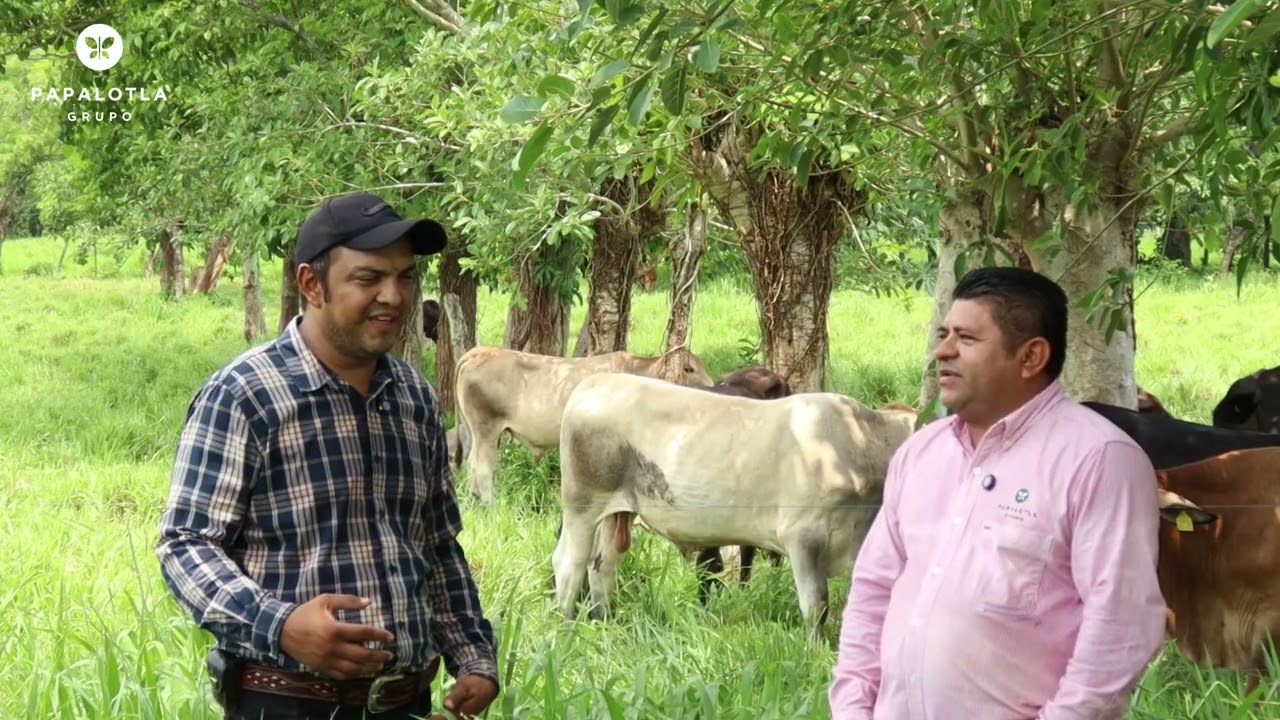Desarrollo de becerros de media ceba en pastoreo con híbridos | San Andrés Tuxtla, Veracruz