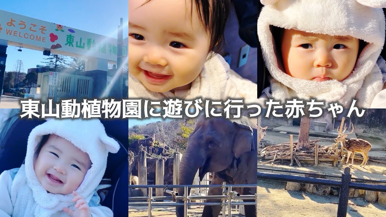 【生後10ヶ月】👶東山動植物園リベンジしてきたよ🐘前回9月に行ったら蚊が大量にいて10分で帰ったのー🤣今回はいなくて良かった🦟