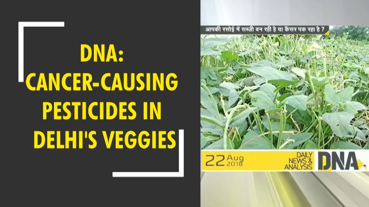 DNA: Cancer-causing pesticides in Delhi's green vegetables grown on the bed of Yamuna