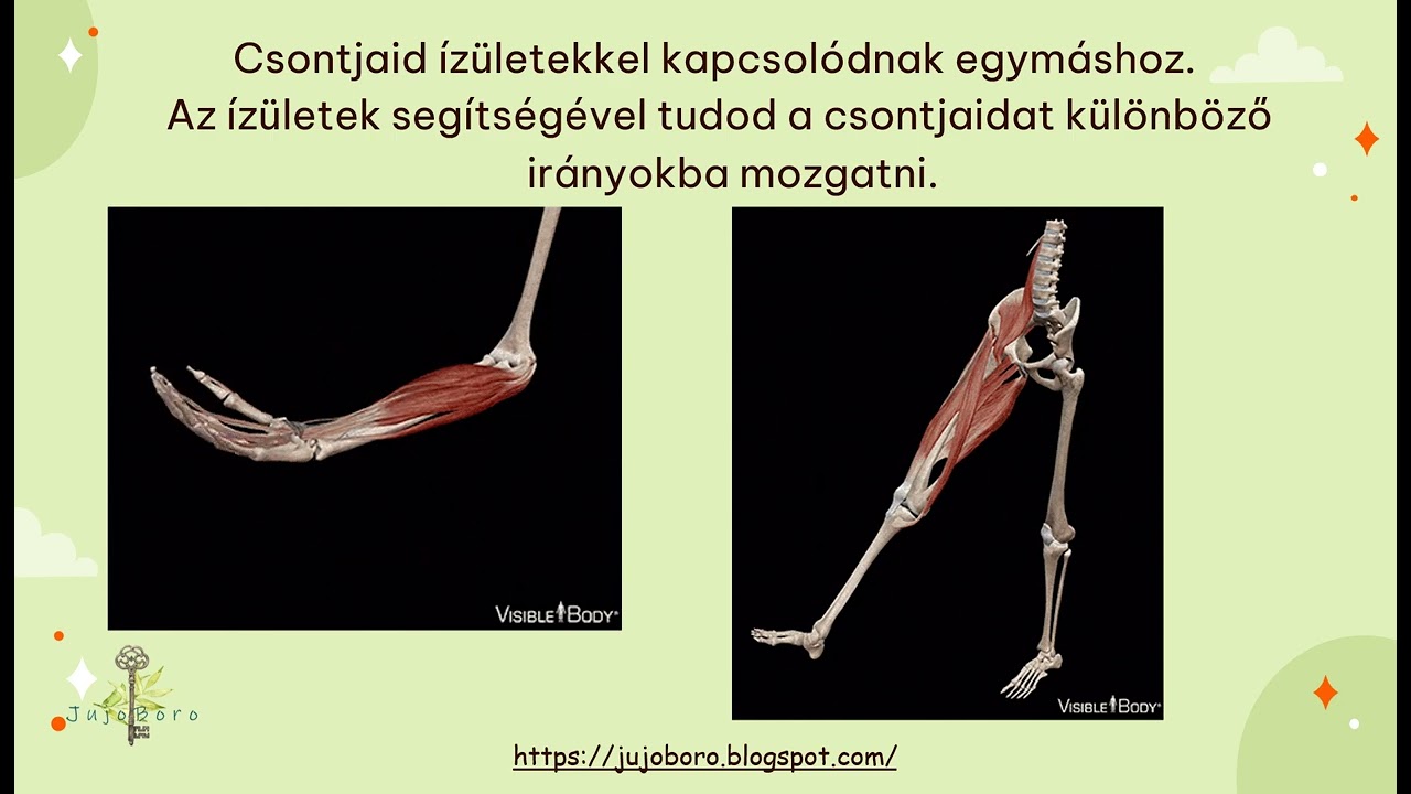 A mozgás szervrendszere