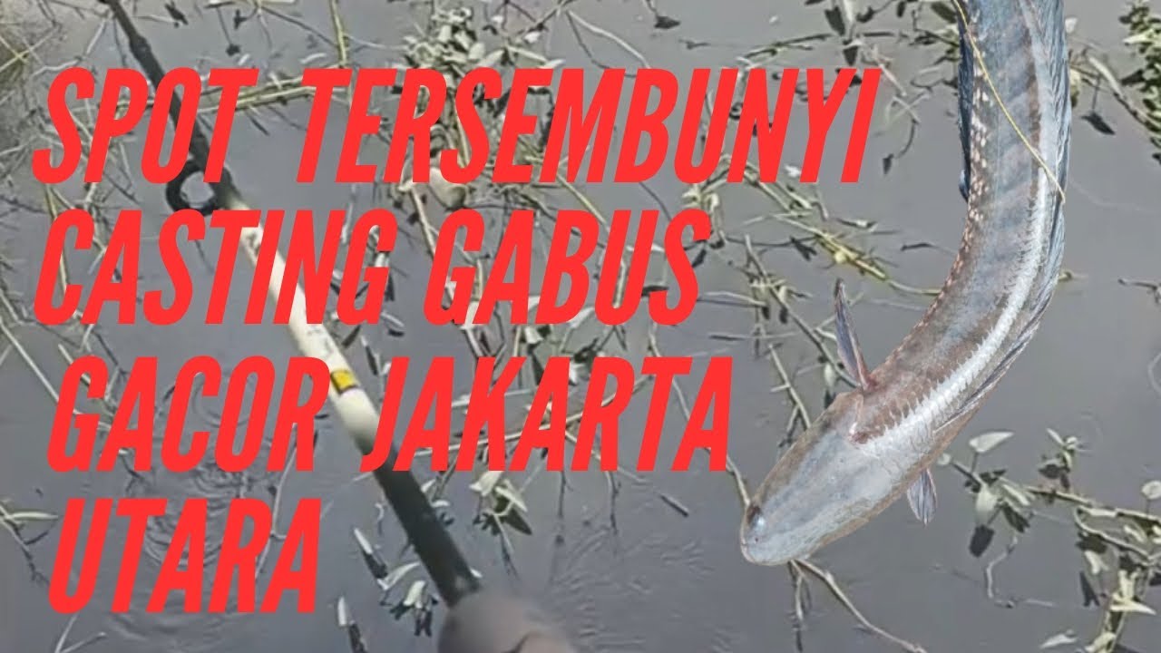 GAK SANGKA, DIJAKARTA UTARA MASIH ADA SPOT CASTING GABUS GACOR