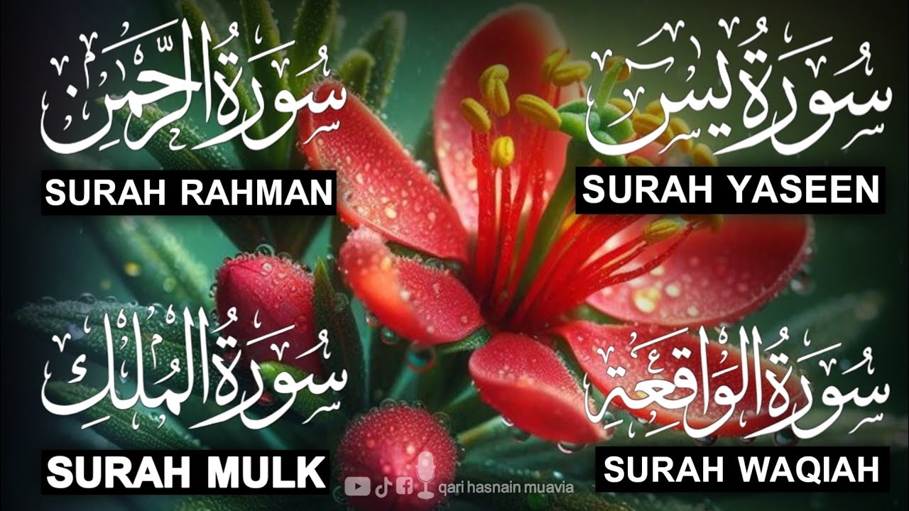 Surah Yasin ❤️ Surah Rahman , Surah Waqiah , Surah Mulk | Ep 397,یس