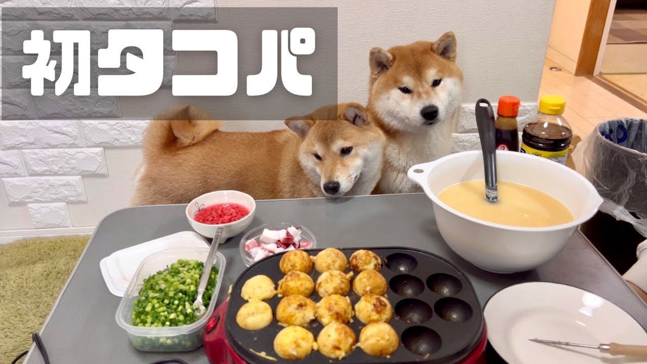 初めてのタコパにおしゃべり、おねだりが増す可愛い柴犬と豆柴