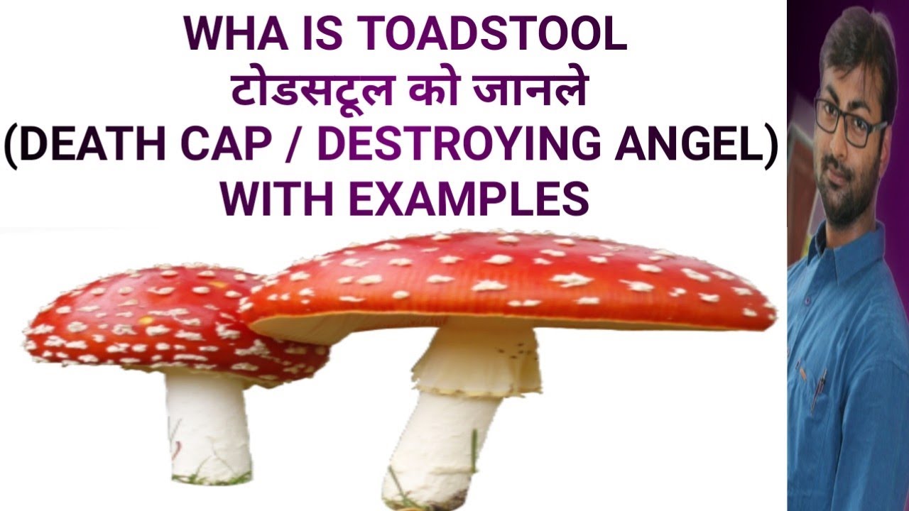 WHAT IS TOADSTOOL WITH EXAMPLES | टोड्सटूल को जाने | SouvikBiologyTutorial |Poisonous | Toxic |Fungi