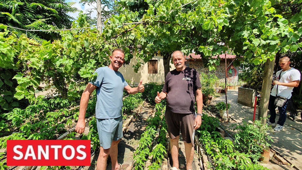 PROIZVODNJA NAJLJUĆIH ČILI PAPRIKA U CENTRU ZRENJANINA