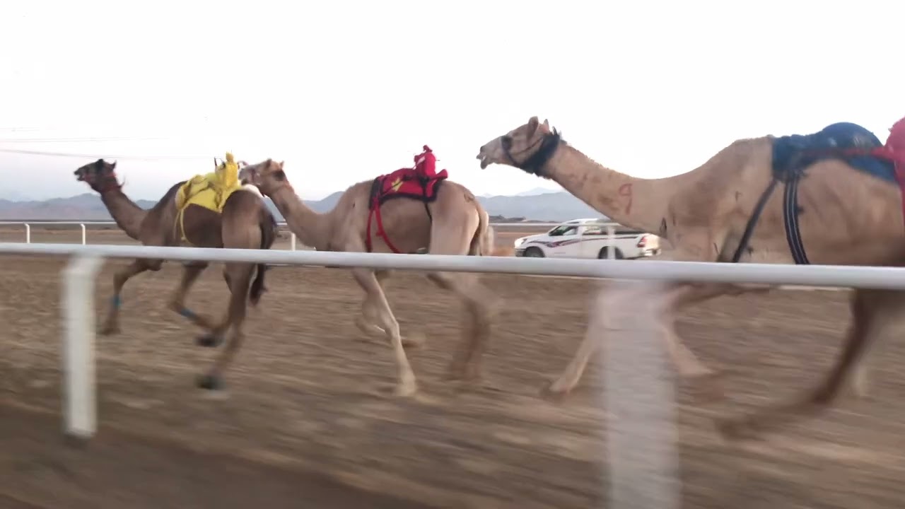 الشوط الرئيسي للجذاع فما فوق مكس - غيث للسيد نواف بن راشد الحويطي