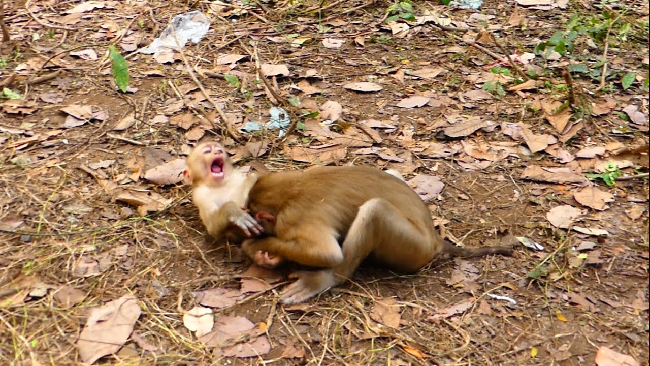 Oh my god, Why little monkey do like this with new abandoned monkey?