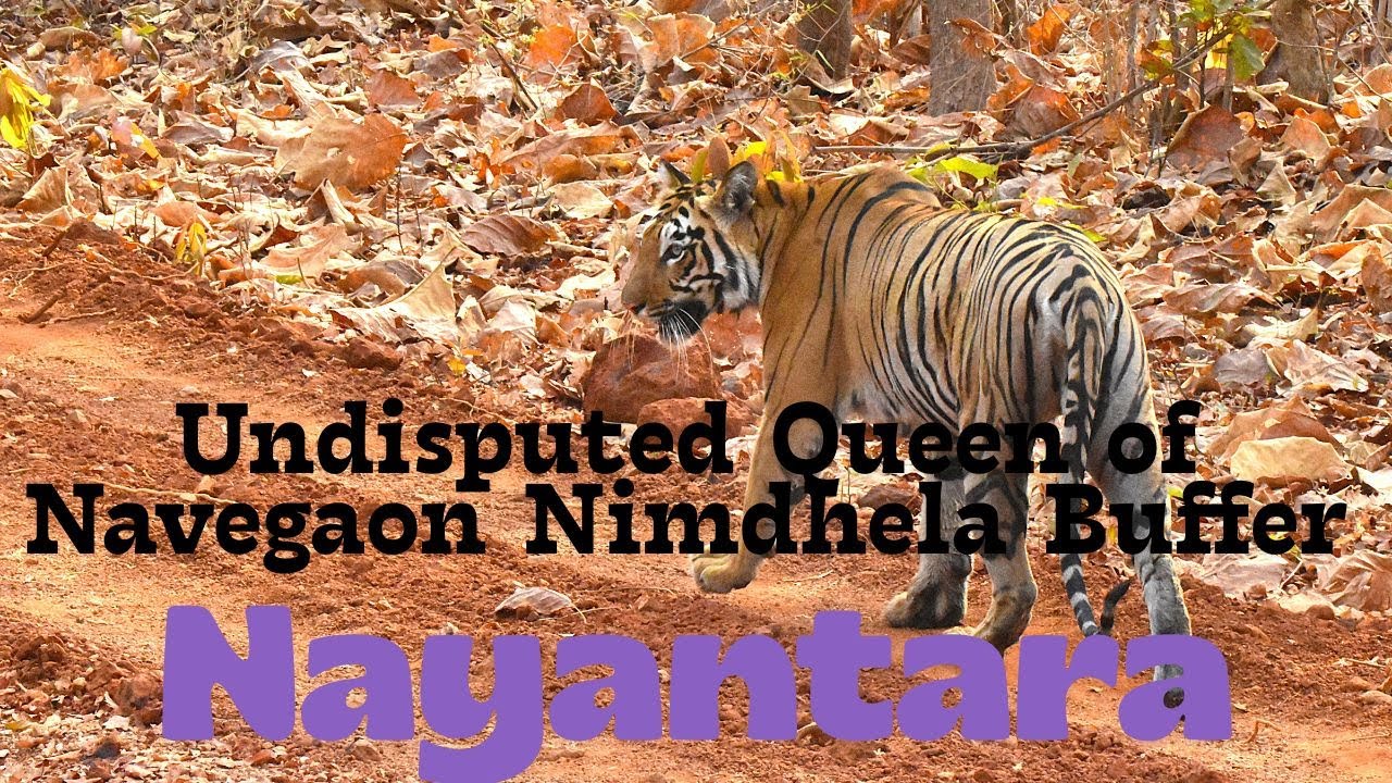 Jungle is Alert and She is Walking, The Princes of Tadoba NP---Nayantara