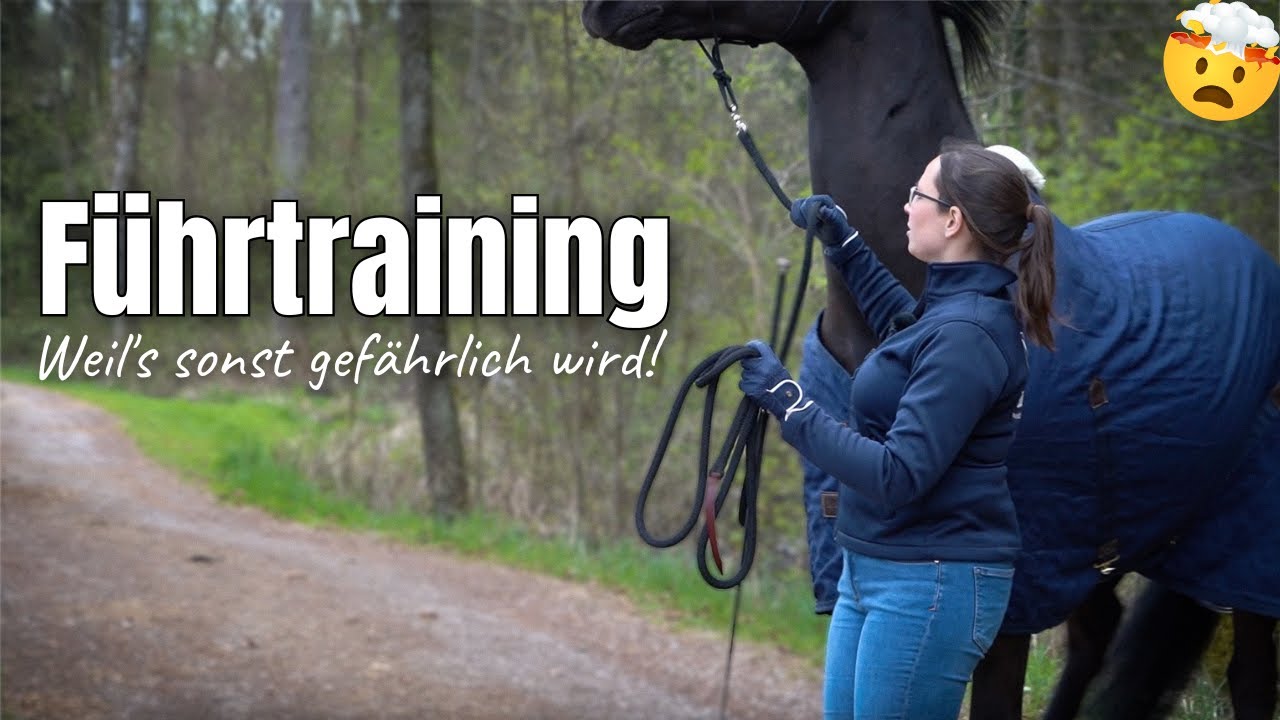 Wenn Spazieren gehen gefährlich wird! | Führtraining 🐴