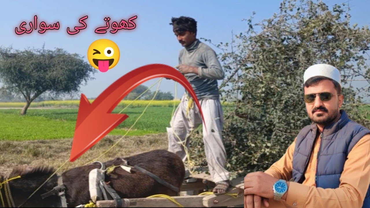 Berries for goats in the#villagelife.گاؤں میں بکریوں کے لیے بیر
