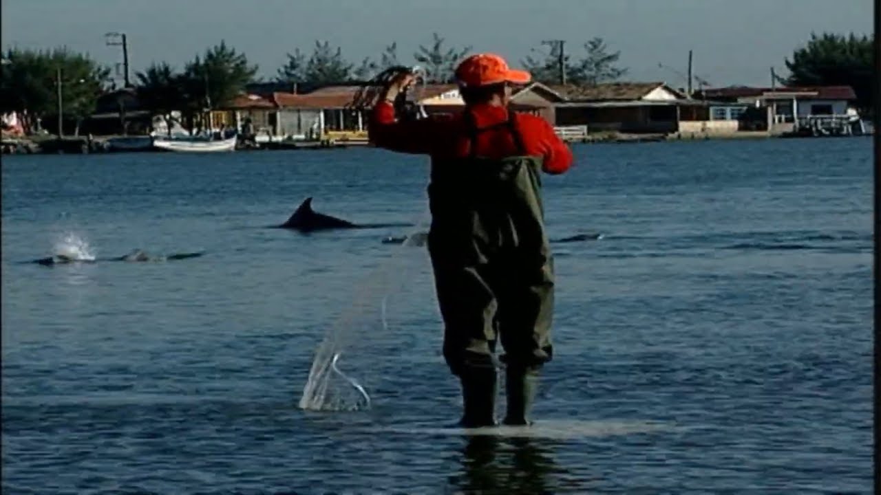 Pescaria com botos - Laguna-SC - Botos pescadores - Golfinhos espertos