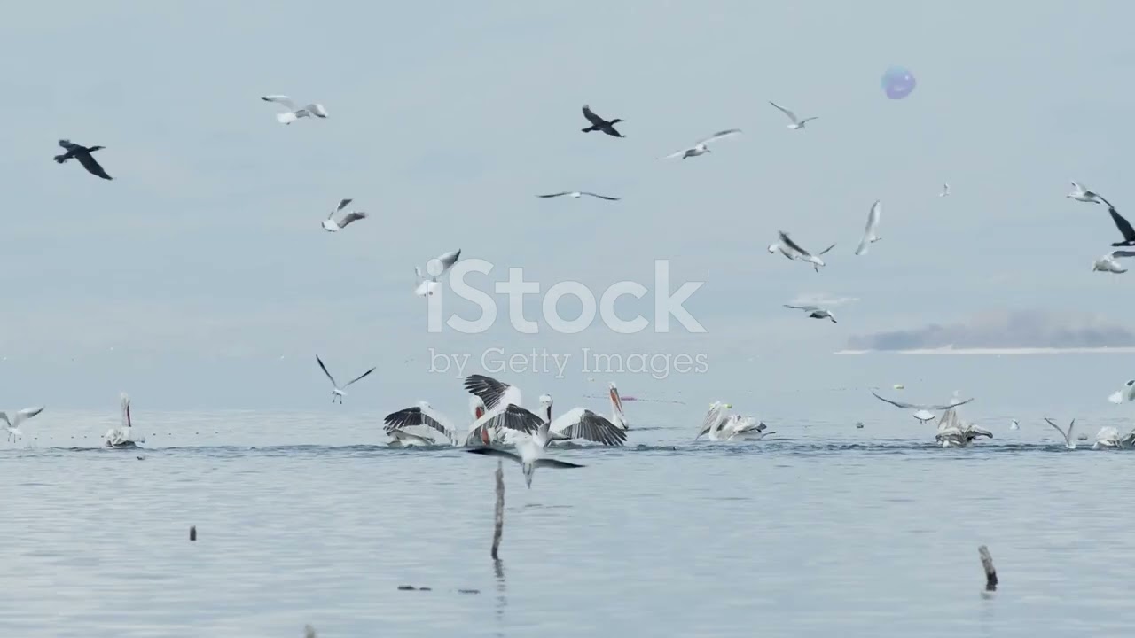 Birds of the Danube Delta: Sky Animals Conservation #cuteanimal #wildlife