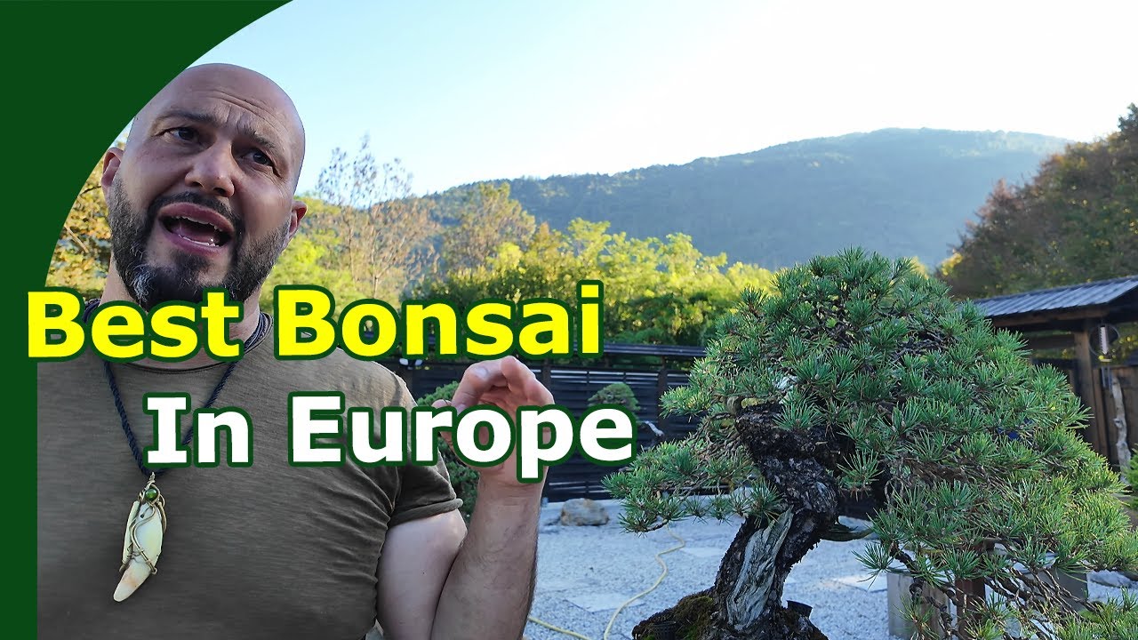 Экскурсия по саду бонсай (итальянская мечта о бонсай)