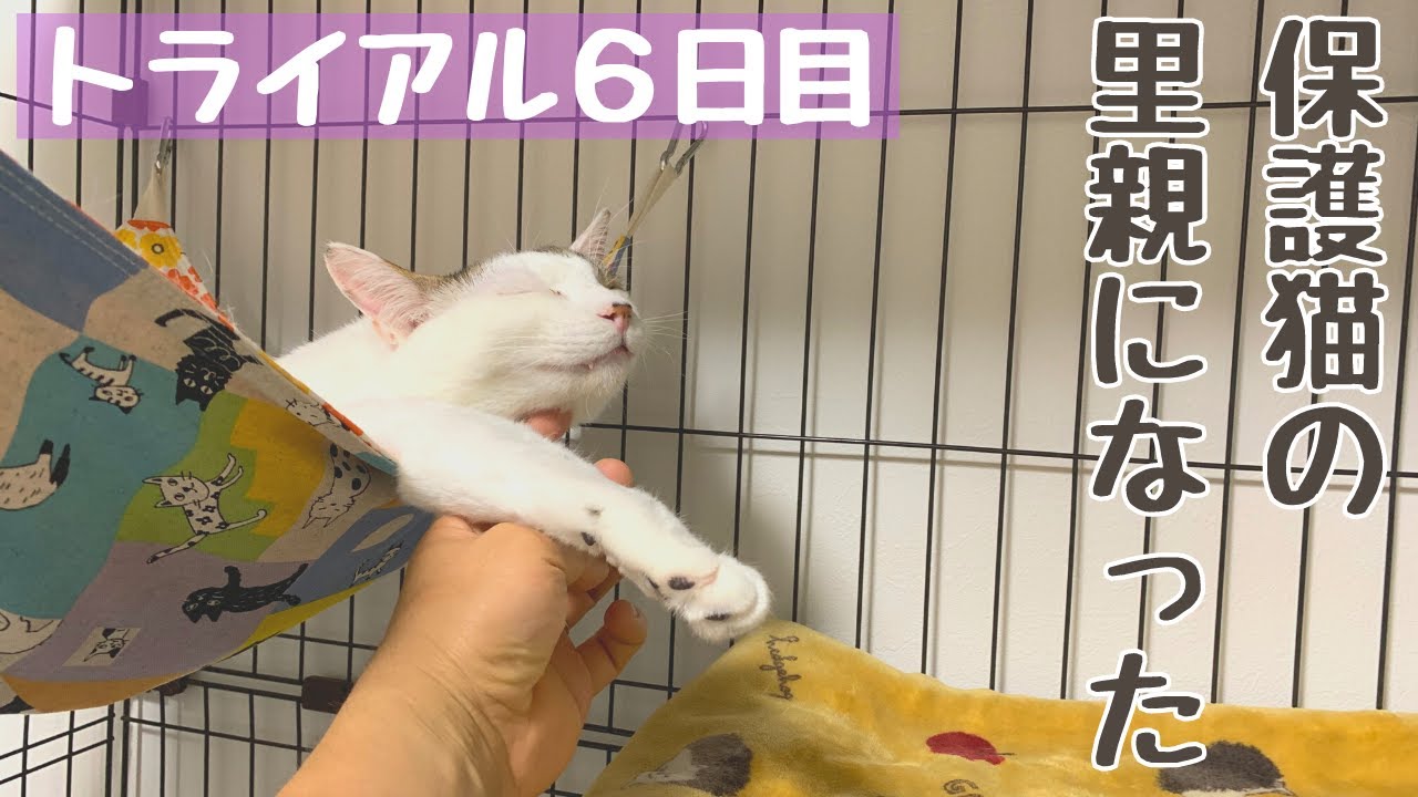 【成猫の里親になりました】トライアル６日目〜おちゃめが出ました〜