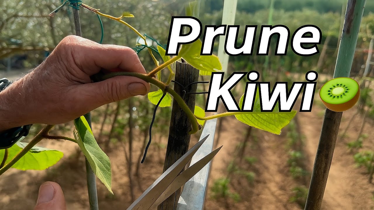 Kiwi Plant Pruning 🌱 Step by Step