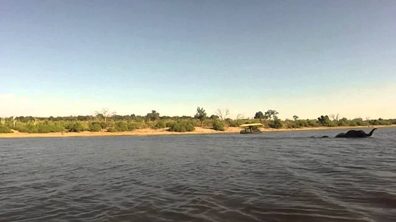 Elephants crossing Chobe River Botswana