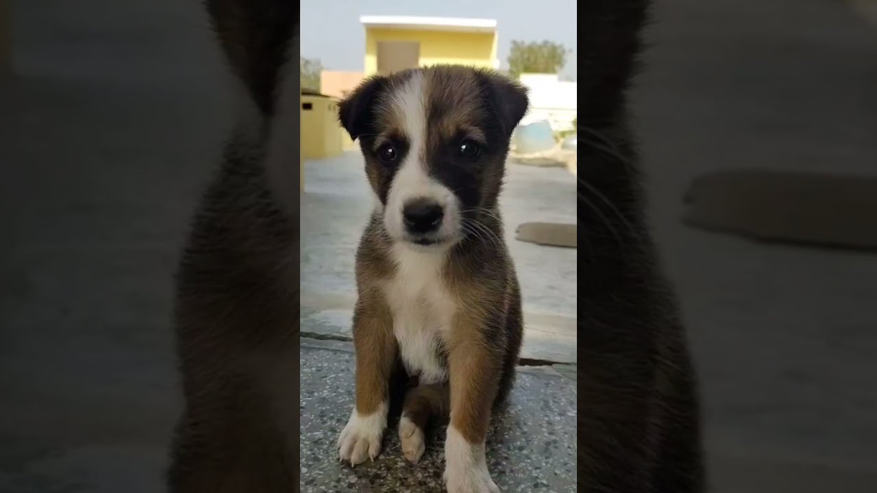 Dog transformation 6 month | Adopt street dogs