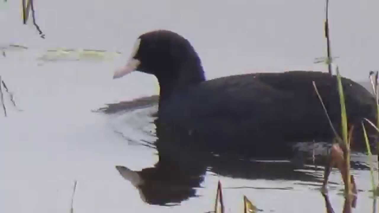 Common Coot OR Eurasian Coot (SHRIKANT MADHAV KELKAR)