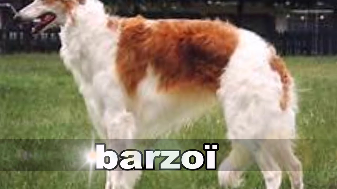 Les races des chiens de Lévriers