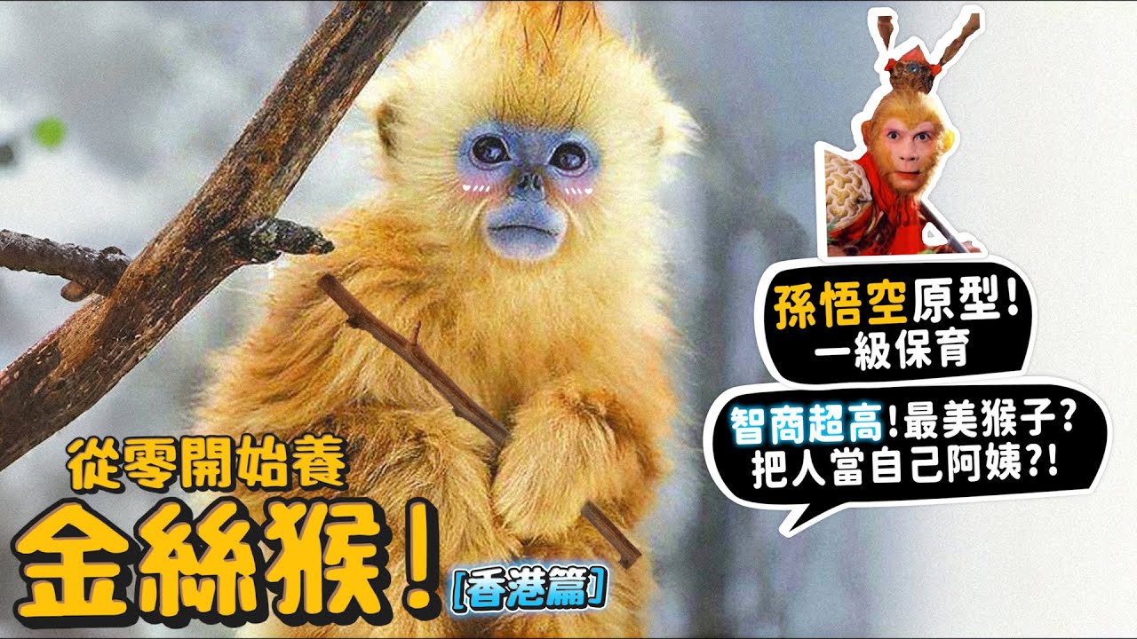 【從零開始養】孫悟空的原型－川金絲猴!智商超高!一級保育!把人類當自己的阿姨?男性會被當成敵人?【許伯簡芝】