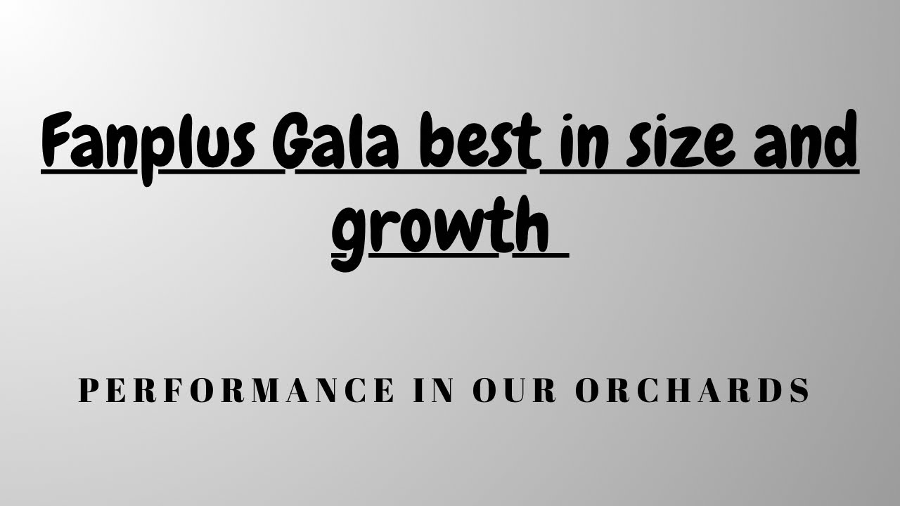 Fanplus performance at our elevation, good size gala