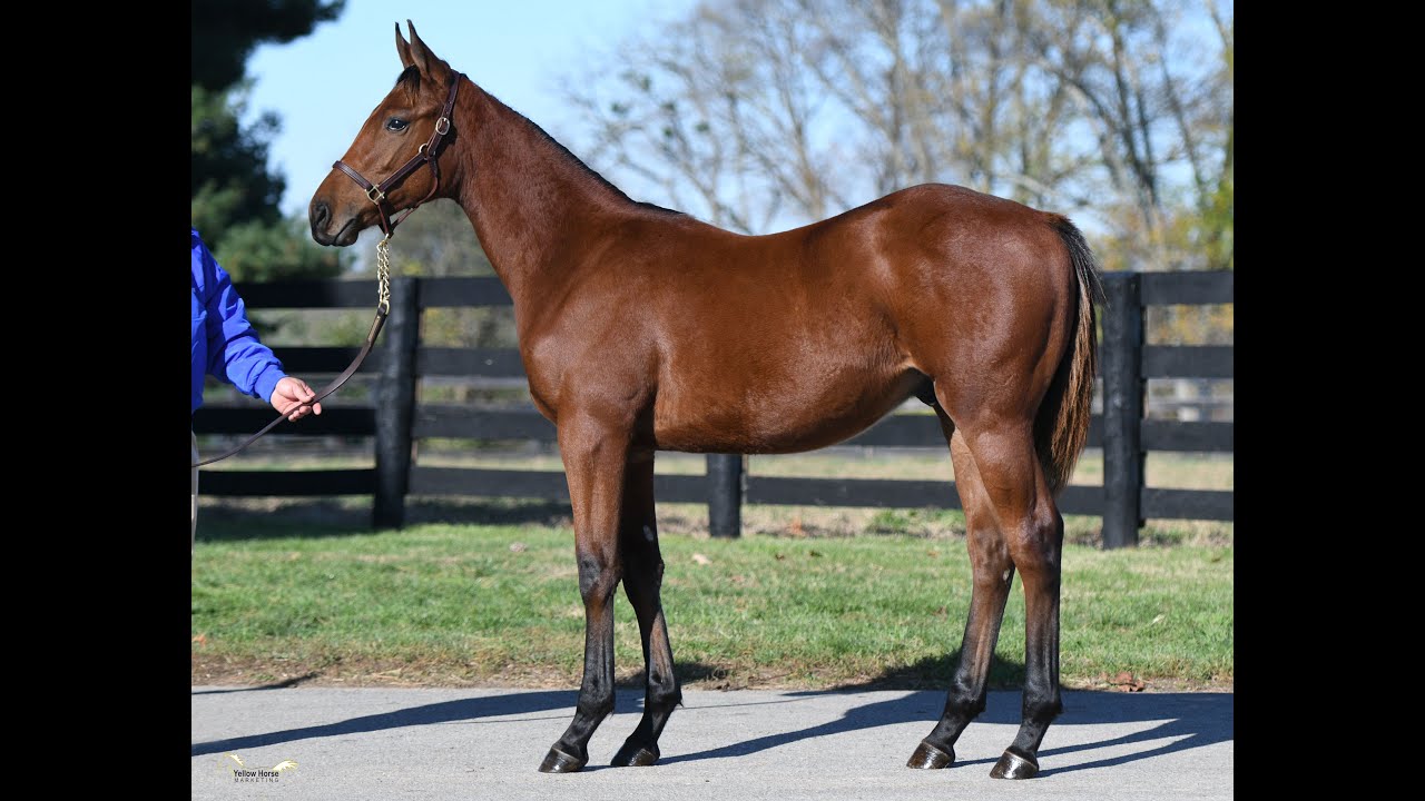KEENOV Hip #793 Uncle Mo x Remarkable Moon '20 colt
