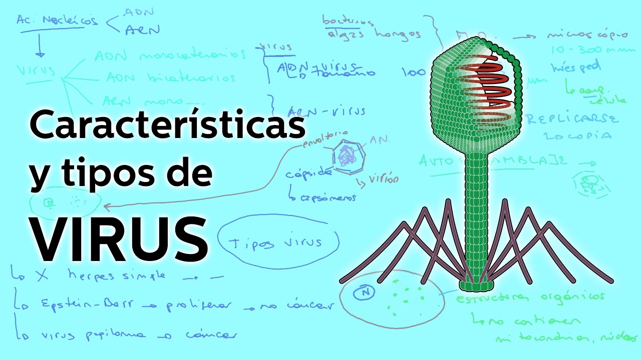Características y tipos de Virus - Biología - Educatina