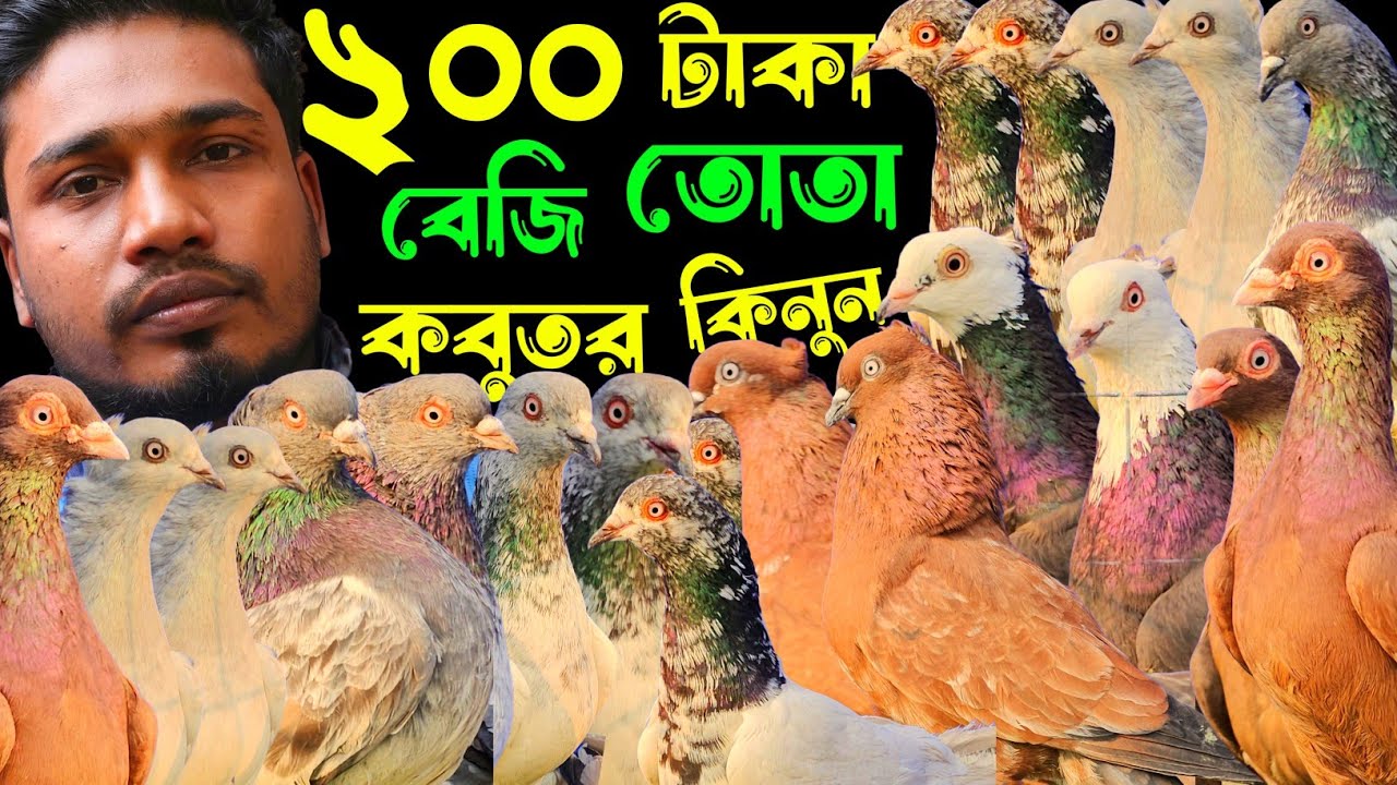 ২০০ টাকা পিস পাঙ্খি,আর্মি,বেজি,গররা,চিলা,কালদম,হাইফ্লায়ার গিরিবাজ কবুতর | বাকবাকুম পায়রা | Pigeon |