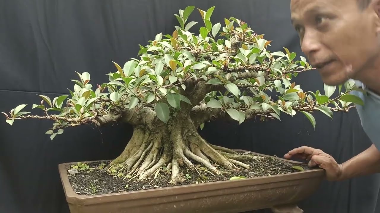 CEK HARGA BONSAI ELEGAN. ANTING PUTRI DAN LAIN2..0813-3204-1168 m imam