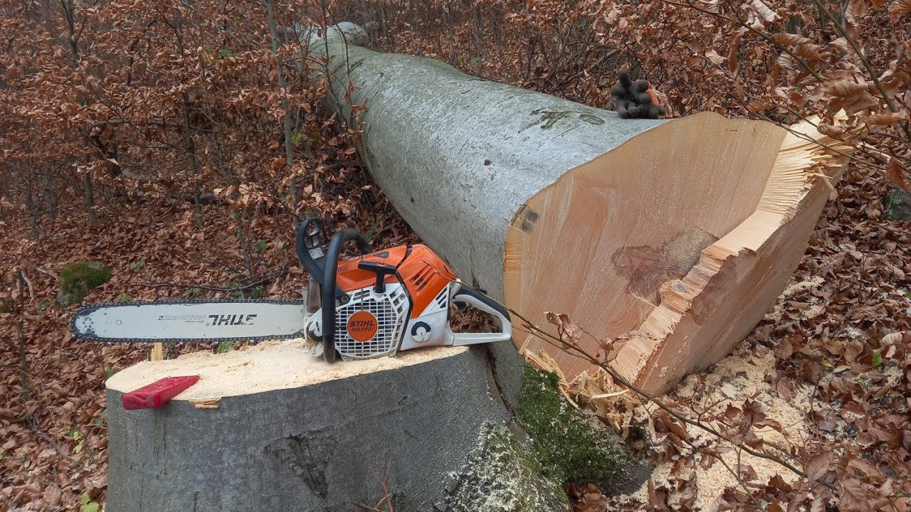 LKT 81 Turbo -Ťažba hrubých bukov. Stihl ms 500i klinovanie a menšie domino dvoch bukov .Cesta dole🚜