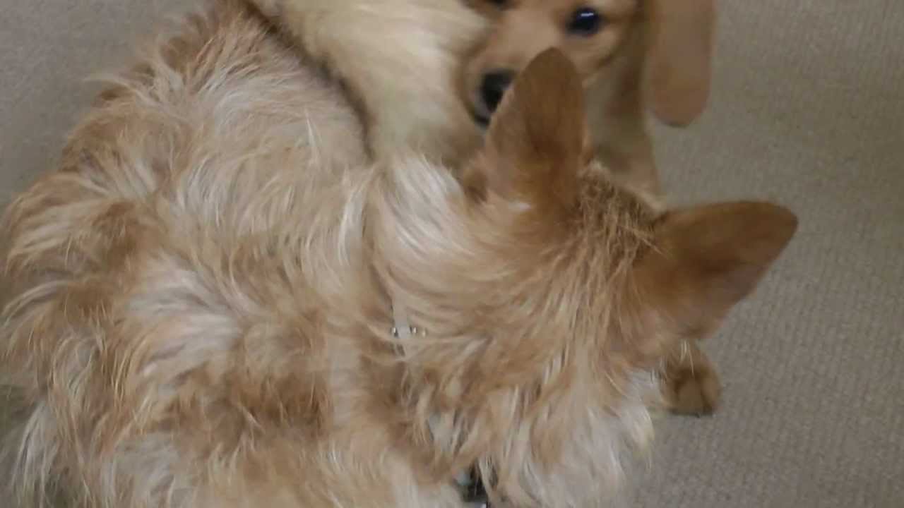 Louis Cavador puppy 12 weeks and Rufi the Jackaranian