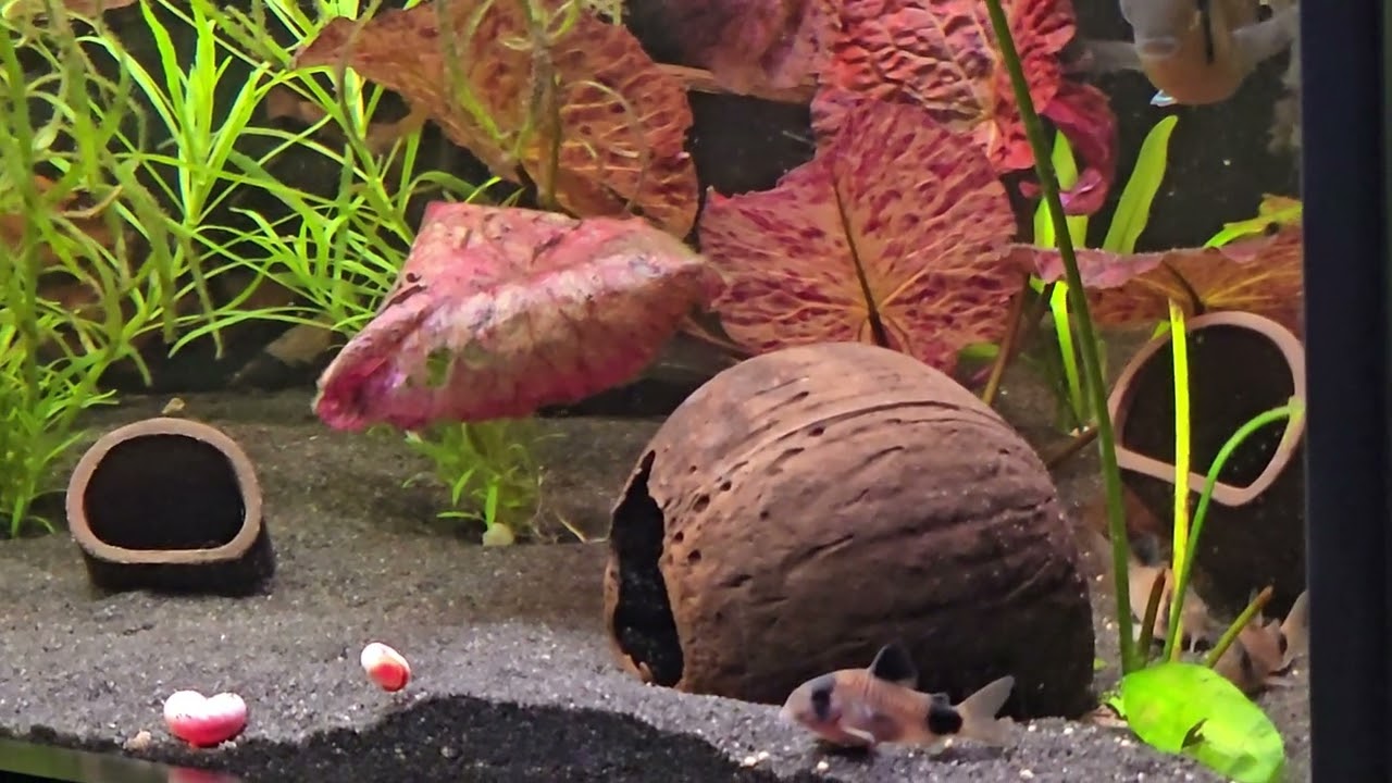 Pelvicachromis sacrimontis und Biotodoma Cupido 🥰