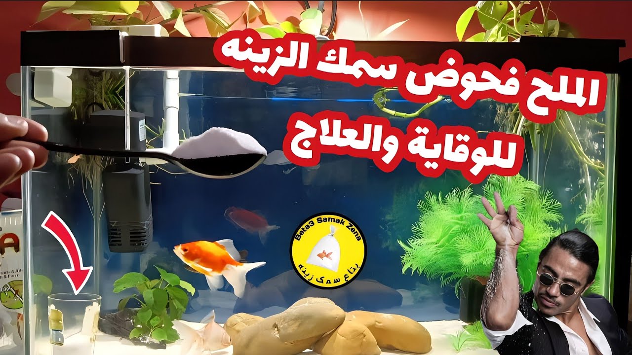 استخدام الملح فحوض سمك الزينه للعلاج والوقايه من الامراض