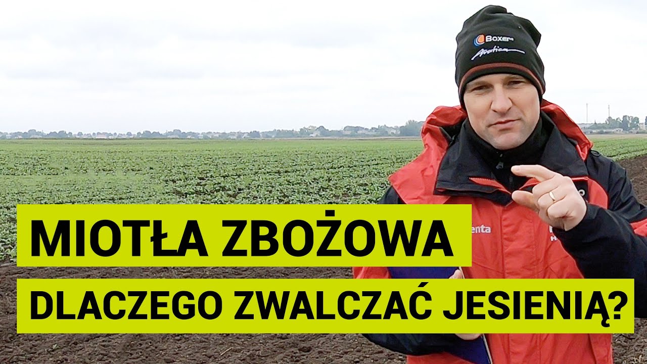 Miotła zbożowa – dlaczego zwalczać jesienią? | Ulhówek