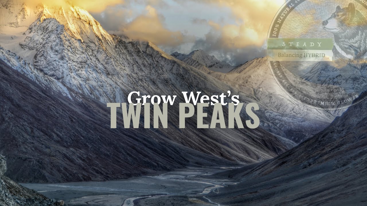 Twin Peaks Strain Review: Grow West&rsquo;s Epic Surprise from 808 Genetics | Maryland Cannabis Must-Watch