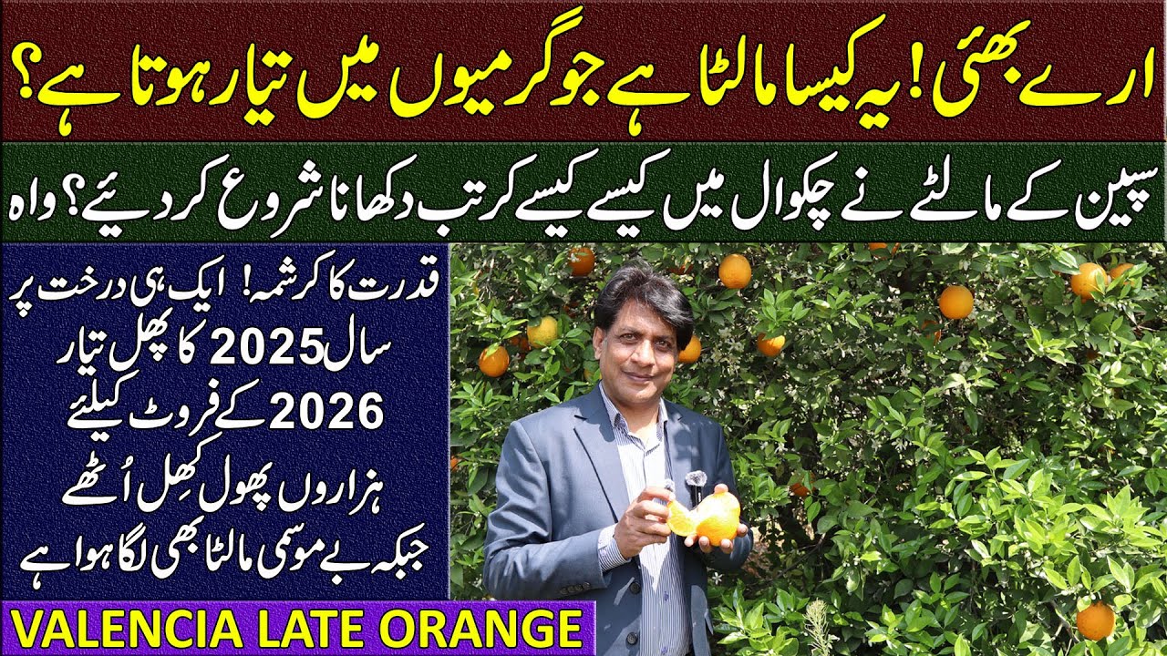 Valencia Late ORANGE Orchard at BARI Chakwal | Successful Citrus Farming in POTOHAR | @fruitfarmingexpert