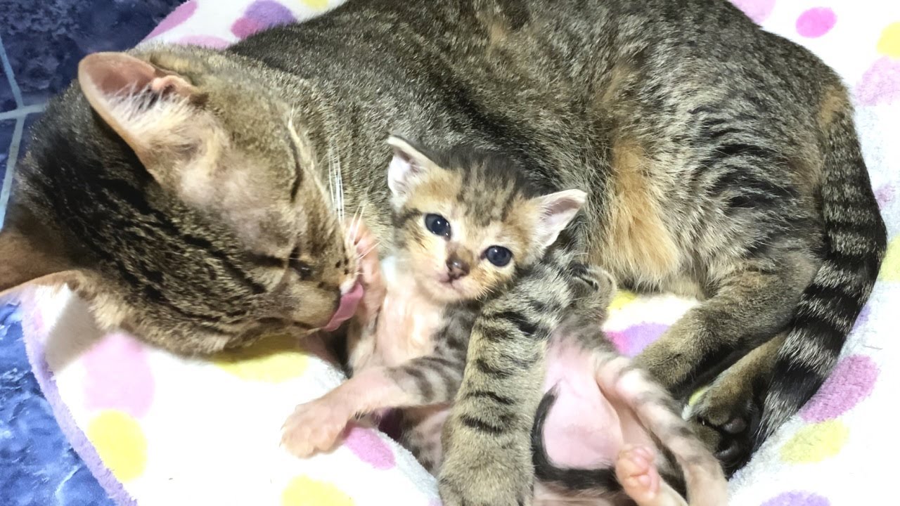 Пожилая кошка, которая слишком сильно любила маленького котенка и...