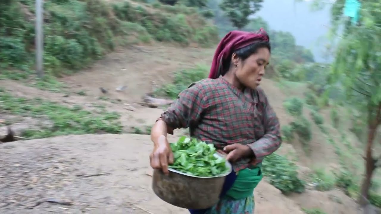 Myvillage videos EP 353 || Traditional technology || Village life