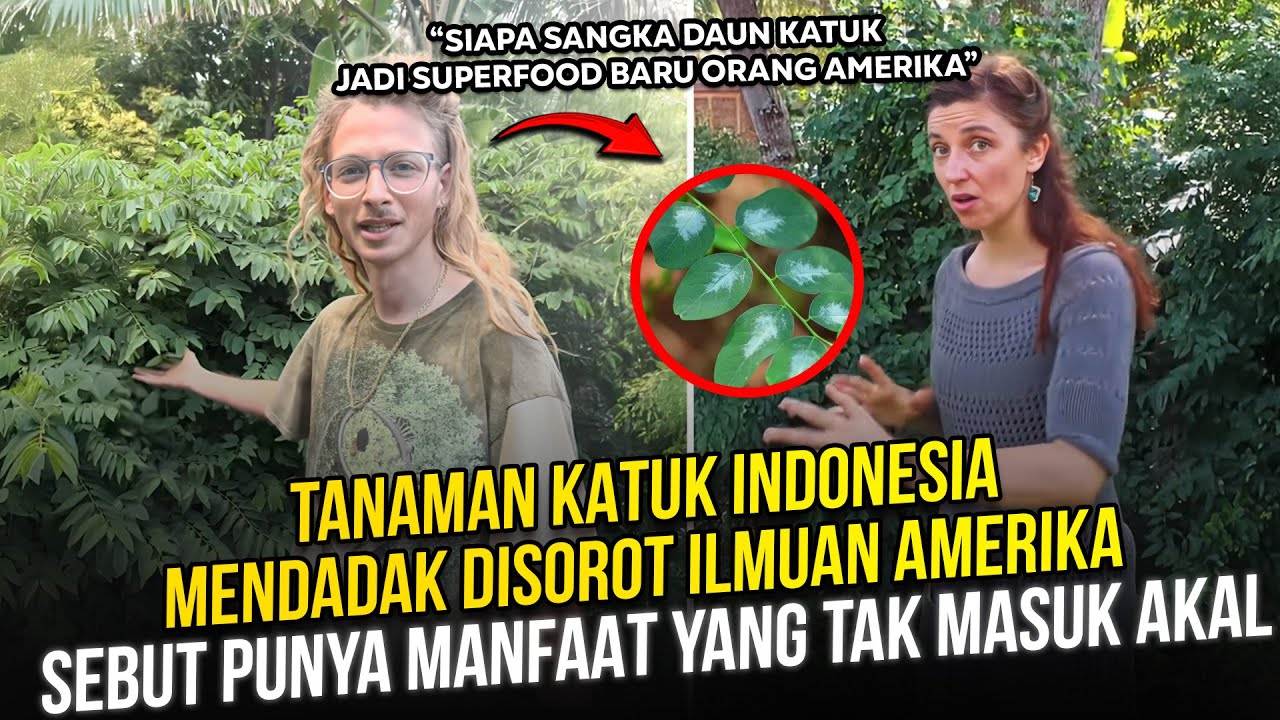 Disorot Ilmuan Amerika! Tanaman Katuk Indonesia Mendadak Viral - Sebut Punya Manfaat Tak Masuk Akal