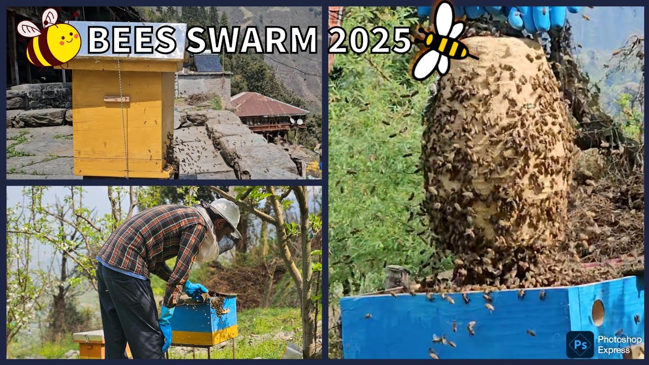 मधुमक्खियों के पूरे झुंड को कैसे पकड़े | 3rd Swarm of 2025 | how to catch honey bee swarm Beekeeping