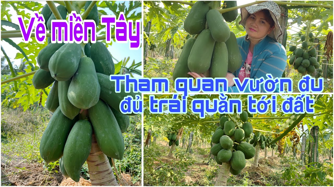 Cuộc sống miền Tây / THANH LONG / ĐU ĐỦ / trái nặng trĩu khu vườn rộng lớn bao La .