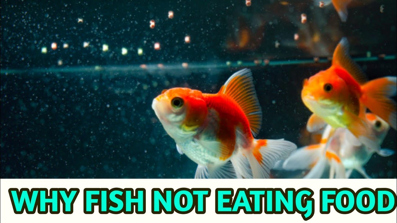 fish not eating food in aquarium tamil