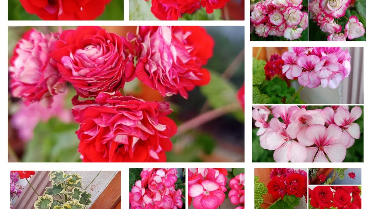 🌹😍ÖZEL TÜR SARDUNYA 10 ÇEŞİT FİDE 😍🌹