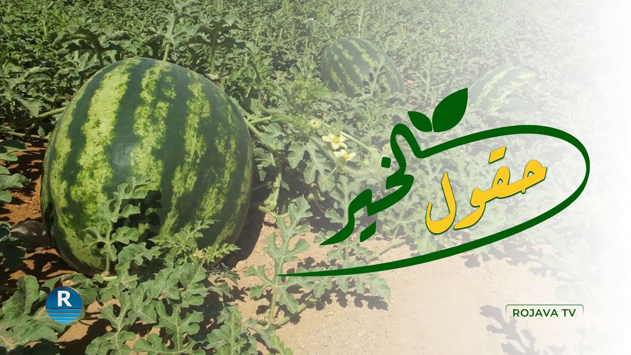هذا هو إنتاج الدونم الواحد من  البطيخ الأحمر بريف الرقة