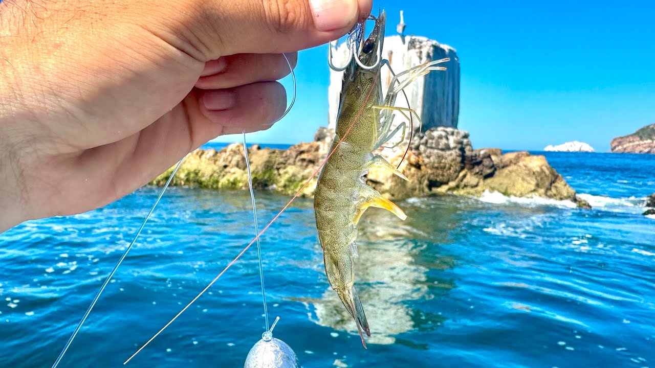 Pesca al FONDO con CAMARÓN VIVO || pescando en BARCO HUNDIDO. 