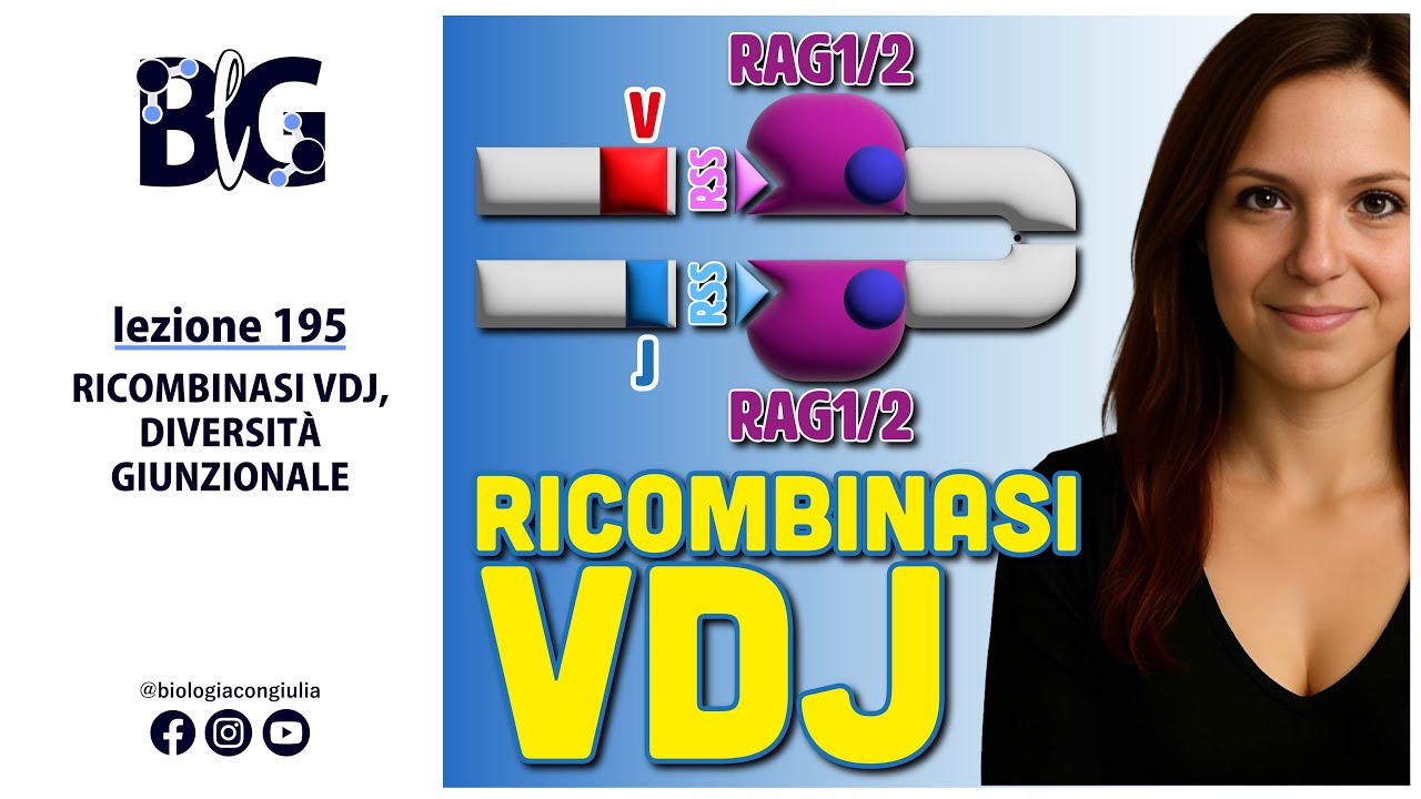 RICOMBINAZIONE VDJ, DIVERSITÀ GIUNZIONALE